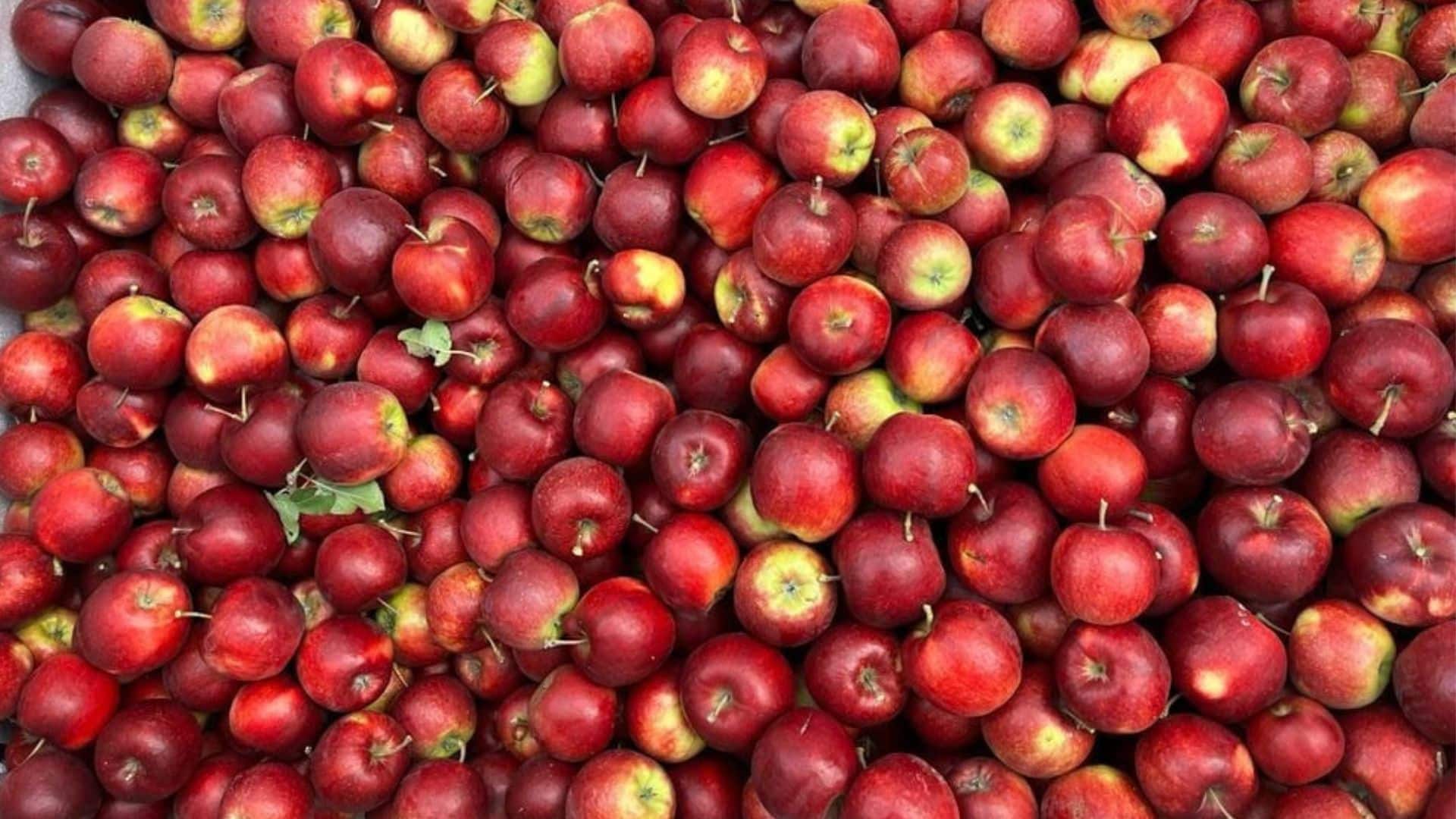 Webdesign & Webshop voor Fruitbedrijf Distelmans